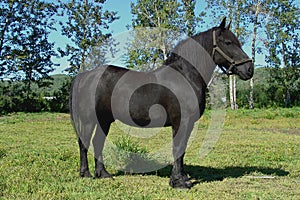 Black Percheron Draft Horse Pose