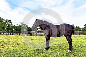 Black Percheron gelding