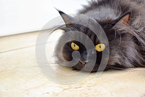 Black Persian cat lying on the floor at home. Deep thought cat face.