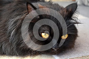 Black Persian cat lying on the rug at home.