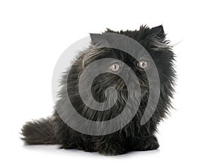 Black persian kitten