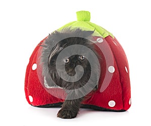 Black persian kitten