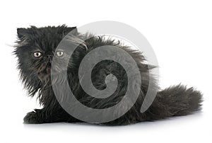 Black persian kitten