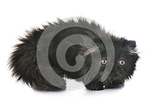 Black persian kitten