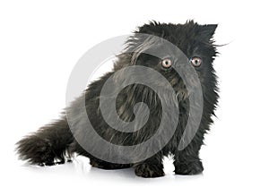 Black persian kitten