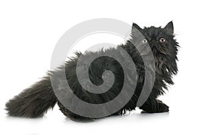 Black persian kitten