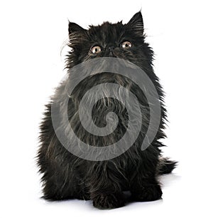 Black persian kitten