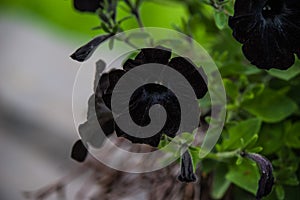 Black Petunia