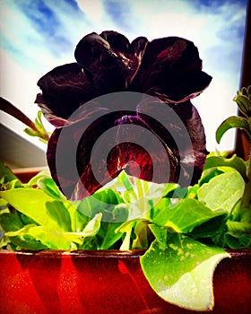 Black Petunia