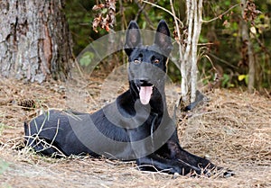 Black Pharoah Hound Malinois Shepherd mixed breed dog