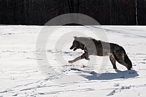 Black-Phase Backlit Grey Wolf (Canis lupus) Runs Left Through Field Winter