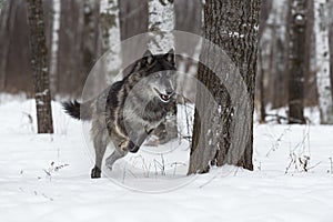 Black Phase Grey Wolf Canis lupus Bounds Through Snowy Forest Winter