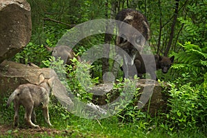 Black-Phase Grey Wolf Canis lupus Gathers Pups