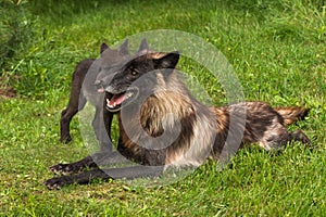 Black Phase Grey Wolf Canis lupus Gets Licked by Pup