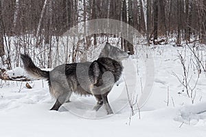 Black Phase Grey Wolf Canis lupus Head and Tail Up