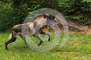 Black Phase Grey Wolf (Canis lupus) Jumps Forward