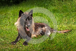 Black Phase Grey Wolf Canis lupus Lies in Grass