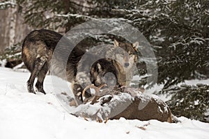 Black Phase and Grey Wolf Canis lupus Look Up Over Deer Carcass Winter