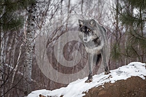 Black Phase Grey Wolf Canis lupus Looks Down From Atop Rock