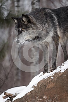 Black Phase Grey Wolf Canis lupus Looks Down From Atop Rock