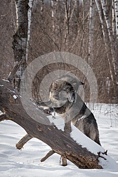 Black Phase Grey Wolf Canis lupus Looks Down Fallen Tree Winter