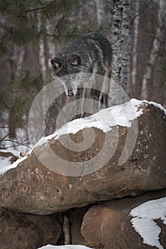 Black Phase Grey Wolf Canis lupus Looks Down Off Rock Pile Winter