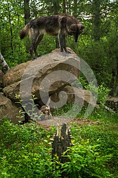Black-Phase Grey Wolf Canis lupus Looks Down From Rock