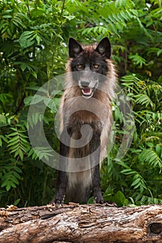 Black Phase Grey Wolf (Canis lupus) Looks Forward on Log