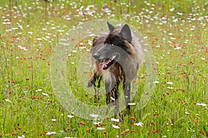 Black Phase Grey Wolf (Canis lupus) Looks Left in Field