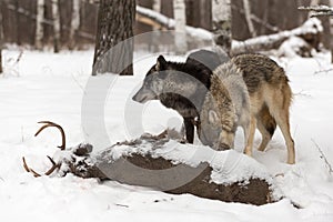 Black Phase Grey Wolf Canis lupus Looks Left While Other Digs