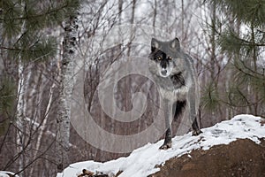 Black Phase Grey Wolf Canis lupus Looks Out From Atop Rock