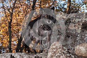 Black-Phase Grey Wolf Canis lupus Looks Out From Atop Rock