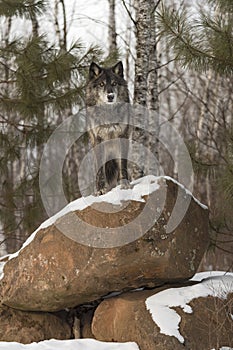 Black Phase Grey Wolf Canis lupus Looks Out From Atop Rock Den Winter