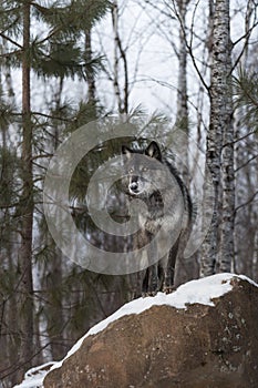 Black Phase Grey Wolf Canis lupus Looks Out From Atop Snowy Rock Winter