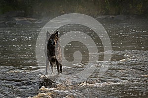 Black Phase Grey Wolf Canis lupus Looks Out from Foggy River