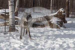 Black Phase Grey Wolf Canis lupus Looks Out from Forest