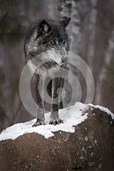 Black Phase Grey Wolf Canis lupus Looks Right From Atop Rock