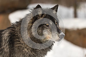 Black Phase Grey Wolf Canis lupus Looks Right Snow on Nose Winter