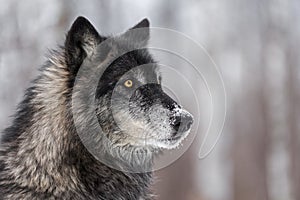 Black Phase Grey Wolf Canis lupus Looks to the Right