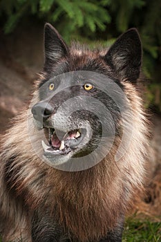 Black Phase Grey Wolf Canis lupus Looks Up