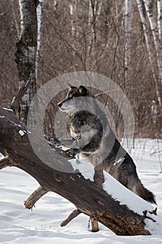 Black Phase Grey Wolf Canis lupus Looks Up Fallen Tree