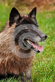 Black Phase Grey Wolf Canis lupus Looks Up From Ground