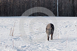 Black Phase Grey Wolf Canis lupus Moves Forward in Field