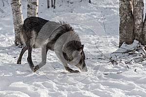 Black Phase Grey Wolf Canis lupus Moves Right