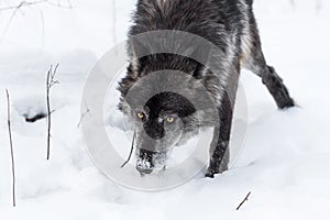 Black Phase Grey Wolf Canis lupus Nose Down Through Snow
