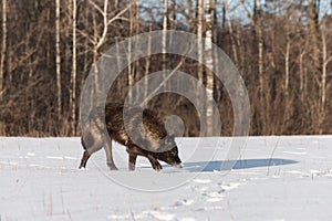 Black Phase Grey Wolf Canis lupus Nose Down in Snowy Field