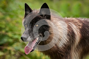 Black Phase Grey Wolf Canis lupus Open Mouth Facing Left Summer