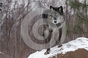 Black Phase Grey Wolf Canis lupus Paw Forward On Rock