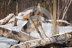 Black Phase Grey Wolf Canis lupus Paws On Log Nose in Air Winter