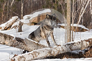 Black Phase Grey Wolf Canis lupus Paws Up on Log Winter